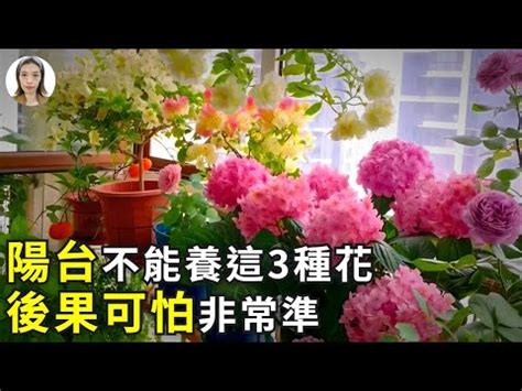 陽台可以種玫瑰花嗎|陽台種玫瑰，掌握這些祕訣，讓你輕鬆養活 